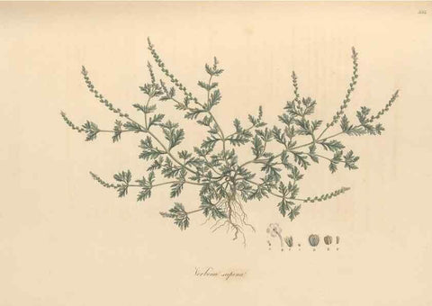 Reproducción/Reproduction 49557903172: Flora Graeca, sive, Plantarum rariorum historia, quas in provinciis aut insulis Graeciae /. Londini :Typis Richardi Taylor et socii, in Vico Shoe-Lane :MDCCCVI-MDCCCXL [1806-1840].. 