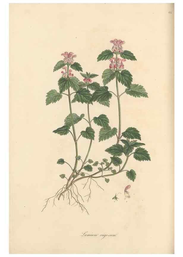 Reproducción/Reproduction 49557669146: Flora Graeca, sive, Plantarum rariorum historia, quas in provinciis aut insulis Graeciae /. Londini :Typis Richardi Taylor et socii, in Vico Shoe-Lane :MDCCCVI-MDCCCXL [1806-1840].. 