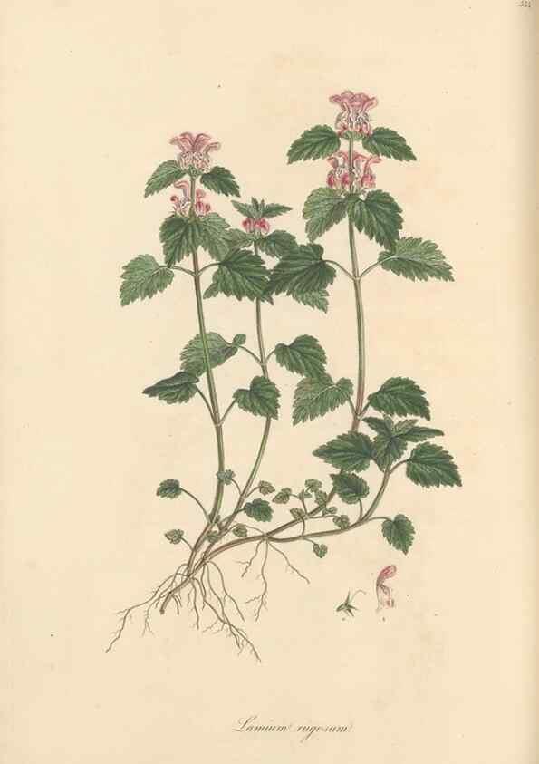 Reproducción/Reproduction 49557669146: Flora Graeca, sive, Plantarum rariorum historia, quas in provinciis aut insulis Graeciae /. Londini :Typis Richardi Taylor et socii, in Vico Shoe-Lane :MDCCCVI-MDCCCXL [1806-1840].. 