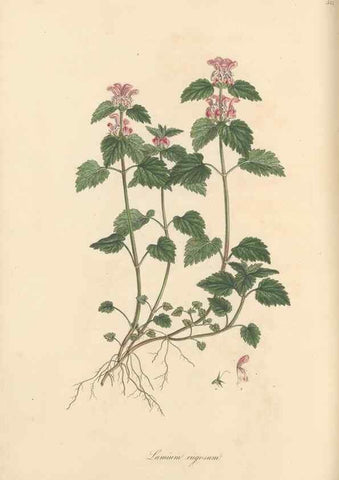 Reproducción/Reproduction 49557669146: Flora Graeca, sive, Plantarum rariorum historia, quas in provinciis aut insulis Graeciae /. Londini :Typis Richardi Taylor et socii, in Vico Shoe-Lane :MDCCCVI-MDCCCXL [1806-1840].. 