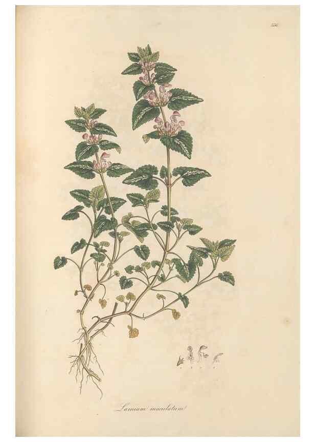 Reproducción/Reproduction 49557172103: Flora Graeca, sive, Plantarum rariorum historia, quas in provinciis aut insulis Graeciae /. Londini :Typis Richardi Taylor et socii, in Vico Shoe-Lane :MDCCCVI-MDCCCXL [1806-1840].. 