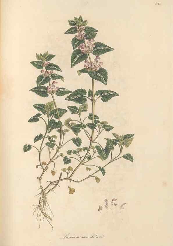 Reproducción/Reproduction 49557172103: Flora Graeca, sive, Plantarum rariorum historia, quas in provinciis aut insulis Graeciae /. Londini :Typis Richardi Taylor et socii, in Vico Shoe-Lane :MDCCCVI-MDCCCXL [1806-1840].. 