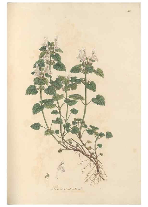 Reproducción/Reproduction 49557172398: Flora Graeca, sive, Plantarum rariorum historia, quas in provinciis aut insulis Graeciae /. Londini :Typis Richardi Taylor et socii, in Vico Shoe-Lane :MDCCCVI-MDCCCXL [1806-1840].. 