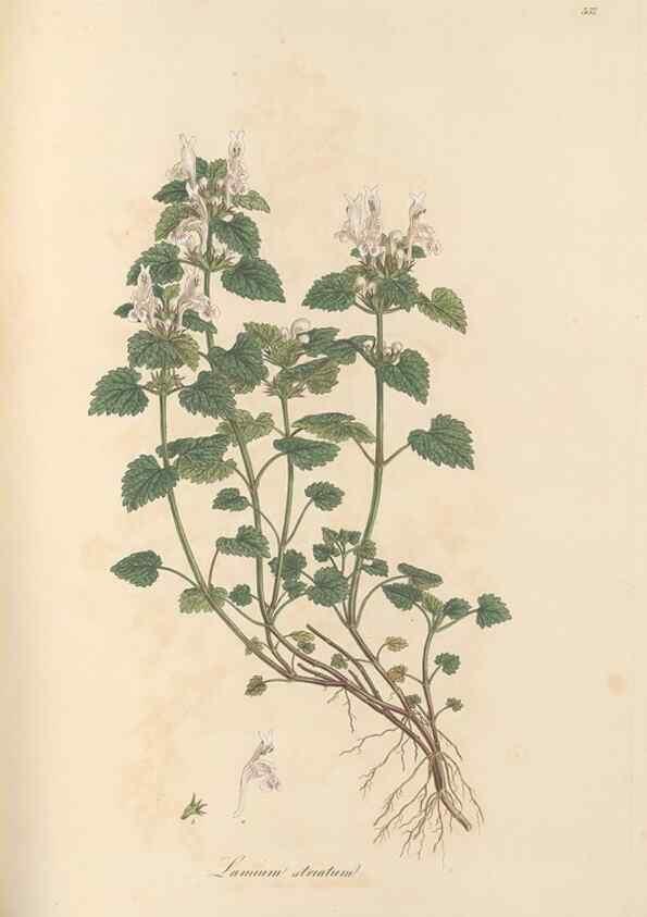 Reproducción/Reproduction 49557172398: Flora Graeca, sive, Plantarum rariorum historia, quas in provinciis aut insulis Graeciae /. Londini :Typis Richardi Taylor et socii, in Vico Shoe-Lane :MDCCCVI-MDCCCXL [1806-1840].. 