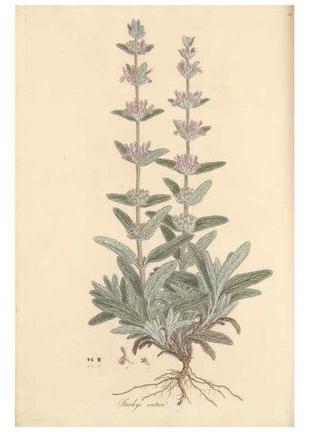 Reproducción/Reproduction 49557904322: Flora Graeca, sive, Plantarum rariorum historia, quas in provinciis aut insulis Graeciae /. Londini :Typis Richardi Taylor et socii, in Vico Shoe-Lane :MDCCCVI-MDCCCXL [1806-1840].. 