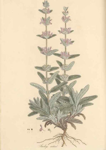 Reproducción/Reproduction 49557904322: Flora Graeca, sive, Plantarum rariorum historia, quas in provinciis aut insulis Graeciae /. Londini :Typis Richardi Taylor et socii, in Vico Shoe-Lane :MDCCCVI-MDCCCXL [1806-1840].. 