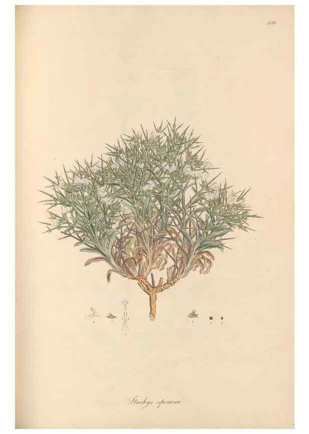 Reproducción/Reproduction 49557904687: Flora Graeca, sive, Plantarum rariorum historia, quas in provinciis aut insulis Graeciae /. Londini :Typis Richardi Taylor et socii, in Vico Shoe-Lane :MDCCCVI-MDCCCXL [1806-1840].. 