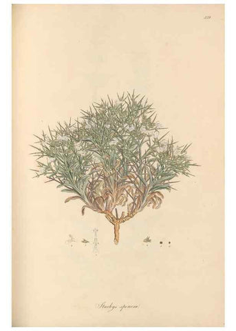 Reproducción/Reproduction 49557904687: Flora Graeca, sive, Plantarum rariorum historia, quas in provinciis aut insulis Graeciae /. Londini :Typis Richardi Taylor et socii, in Vico Shoe-Lane :MDCCCVI-MDCCCXL [1806-1840].. 