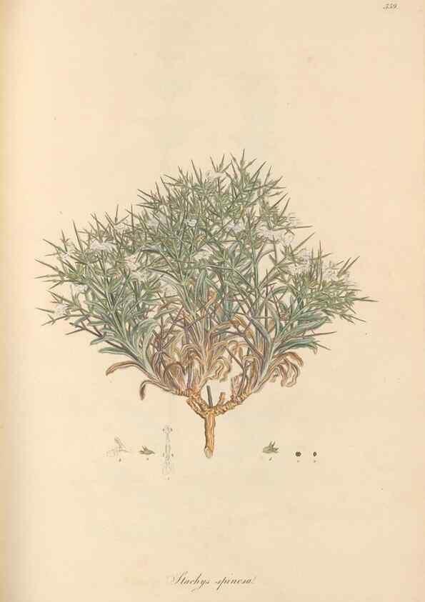 Reproducción/Reproduction 49557904687: Flora Graeca, sive, Plantarum rariorum historia, quas in provinciis aut insulis Graeciae /. Londini :Typis Richardi Taylor et socii, in Vico Shoe-Lane :MDCCCVI-MDCCCXL [1806-1840].. 