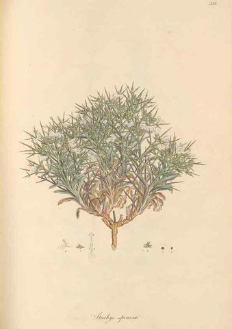Reproducción/Reproduction 49557904687: Flora Graeca, sive, Plantarum rariorum historia, quas in provinciis aut insulis Graeciae /. Londini :Typis Richardi Taylor et socii, in Vico Shoe-Lane :MDCCCVI-MDCCCXL [1806-1840].. 