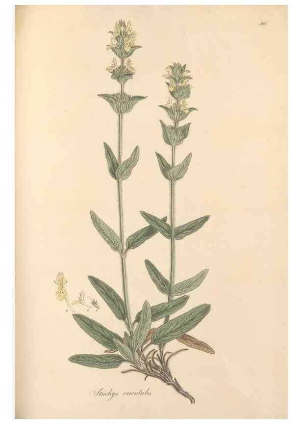 Reproducción/Reproduction 49557670581: Flora Graeca, sive, Plantarum rariorum historia, quas in provinciis aut insulis Graeciae /. Londini :Typis Richardi Taylor et socii, in Vico Shoe-Lane :MDCCCVI-MDCCCXL [1806-1840].. 