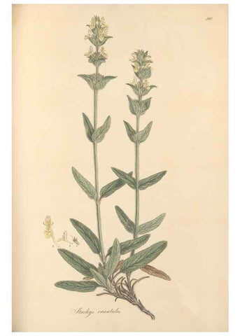 Reproducción/Reproduction 49557670581: Flora Graeca, sive, Plantarum rariorum historia, quas in provinciis aut insulis Graeciae /. Londini :Typis Richardi Taylor et socii, in Vico Shoe-Lane :MDCCCVI-MDCCCXL [1806-1840].. 
