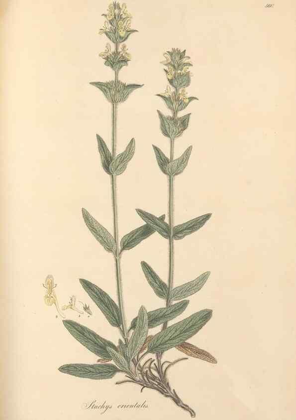 Reproducción/Reproduction 49557670581: Flora Graeca, sive, Plantarum rariorum historia, quas in provinciis aut insulis Graeciae /. Londini :Typis Richardi Taylor et socii, in Vico Shoe-Lane :MDCCCVI-MDCCCXL [1806-1840].. 