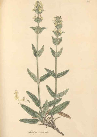 Reproducción/Reproduction 49557670581: Flora Graeca, sive, Plantarum rariorum historia, quas in provinciis aut insulis Graeciae /. Londini :Typis Richardi Taylor et socii, in Vico Shoe-Lane :MDCCCVI-MDCCCXL [1806-1840].. 