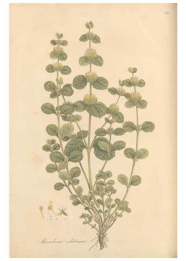 Reproducción/Reproduction 49557670941: Flora Graeca, sive, Plantarum rariorum historia, quas in provinciis aut insulis Graeciae /. Londini :Typis Richardi Taylor et socii, in Vico Shoe-Lane :MDCCCVI-MDCCCXL [1806-1840].. 
