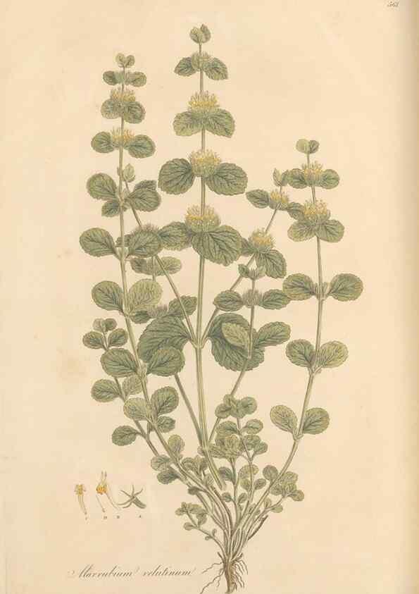 Reproducción/Reproduction 49557670941: Flora Graeca, sive, Plantarum rariorum historia, quas in provinciis aut insulis Graeciae /. Londini :Typis Richardi Taylor et socii, in Vico Shoe-Lane :MDCCCVI-MDCCCXL [1806-1840].. 