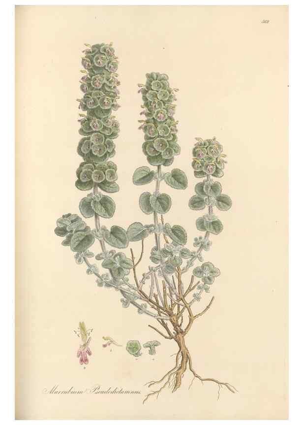 Reproducción/Reproduction 49557905592: Flora Graeca, sive, Plantarum rariorum historia, quas in provinciis aut insulis Graeciae /. Londini :Typis Richardi Taylor et socii, in Vico Shoe-Lane :MDCCCVI-MDCCCXL [1806-1840].. 