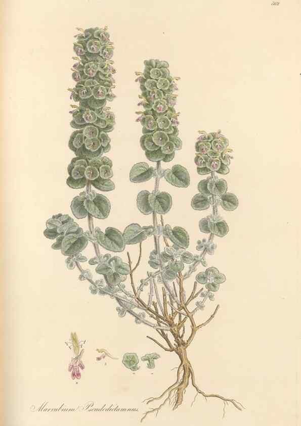 Reproducción/Reproduction 49557905592: Flora Graeca, sive, Plantarum rariorum historia, quas in provinciis aut insulis Graeciae /. Londini :Typis Richardi Taylor et socii, in Vico Shoe-Lane :MDCCCVI-MDCCCXL [1806-1840].. 