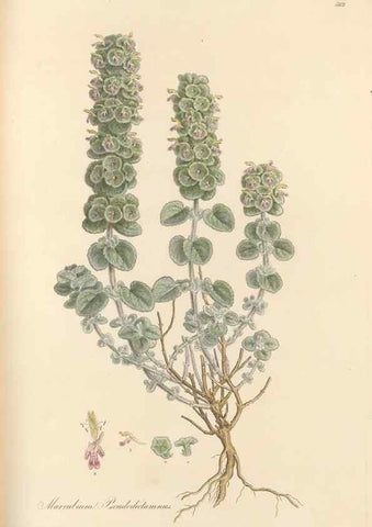 Reproducción/Reproduction 49557905592: Flora Graeca, sive, Plantarum rariorum historia, quas in provinciis aut insulis Graeciae /. Londini :Typis Richardi Taylor et socii, in Vico Shoe-Lane :MDCCCVI-MDCCCXL [1806-1840].. 