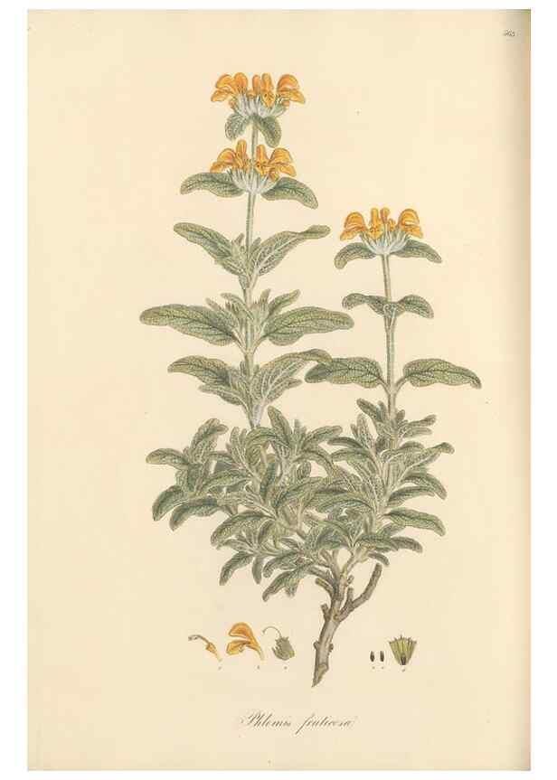 Reproducción/Reproduction 49557174343: Flora Graeca, sive, Plantarum rariorum historia, quas in provinciis aut insulis Graeciae /. Londini :Typis Richardi Taylor et socii, in Vico Shoe-Lane :MDCCCVI-MDCCCXL [1806-1840].. 