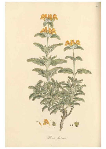 Reproducción/Reproduction 49557174343: Flora Graeca, sive, Plantarum rariorum historia, quas in provinciis aut insulis Graeciae /. Londini :Typis Richardi Taylor et socii, in Vico Shoe-Lane :MDCCCVI-MDCCCXL [1806-1840].. 