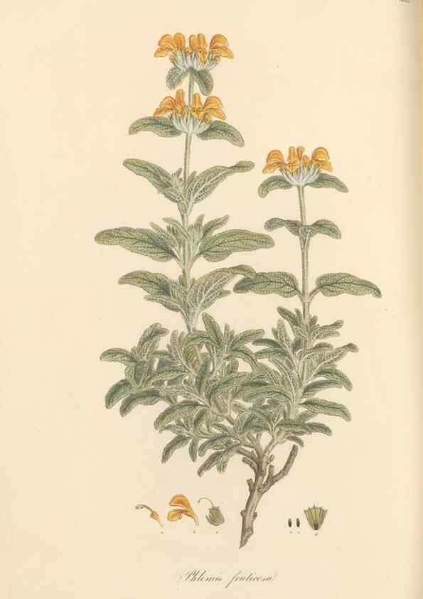Reproducción/Reproduction 49557174343: Flora Graeca, sive, Plantarum rariorum historia, quas in provinciis aut insulis Graeciae /. Londini :Typis Richardi Taylor et socii, in Vico Shoe-Lane :MDCCCVI-MDCCCXL [1806-1840].. 