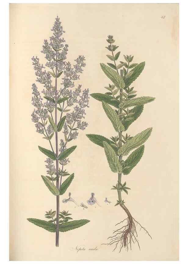 Reproducción/Reproduction 49557169363: Flora Graeca, sive, Plantarum rariorum historia, quas in provinciis aut insulis Graeciae /. Londini :Typis Richardi Taylor et socii, in Vico Shoe-Lane :MDCCCVI-MDCCCXL [1806-1840].. 