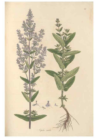 Reproducción/Reproduction 49557169363: Flora Graeca, sive, Plantarum rariorum historia, quas in provinciis aut insulis Graeciae /. Londini :Typis Richardi Taylor et socii, in Vico Shoe-Lane :MDCCCVI-MDCCCXL [1806-1840].. 