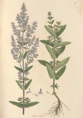 Reproducción/Reproduction 49557169363: Flora Graeca, sive, Plantarum rariorum historia, quas in provinciis aut insulis Graeciae /. Londini :Typis Richardi Taylor et socii, in Vico Shoe-Lane :MDCCCVI-MDCCCXL [1806-1840].. 