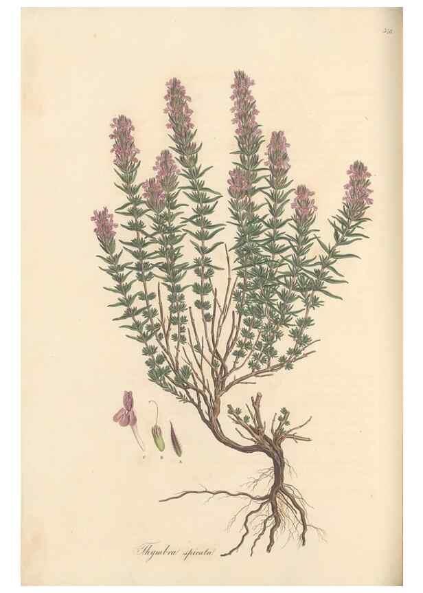 Reproducción/Reproduction 49557169053: Flora Graeca, sive, Plantarum rariorum historia, quas in provinciis aut insulis Graeciae /. Londini :Typis Richardi Taylor et socii, in Vico Shoe-Lane :MDCCCVI-MDCCCXL [1806-1840].. 