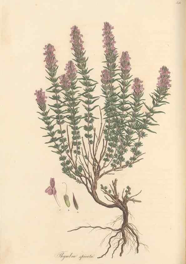 Reproducción/Reproduction 49557169053: Flora Graeca, sive, Plantarum rariorum historia, quas in provinciis aut insulis Graeciae /. Londini :Typis Richardi Taylor et socii, in Vico Shoe-Lane :MDCCCVI-MDCCCXL [1806-1840].. 