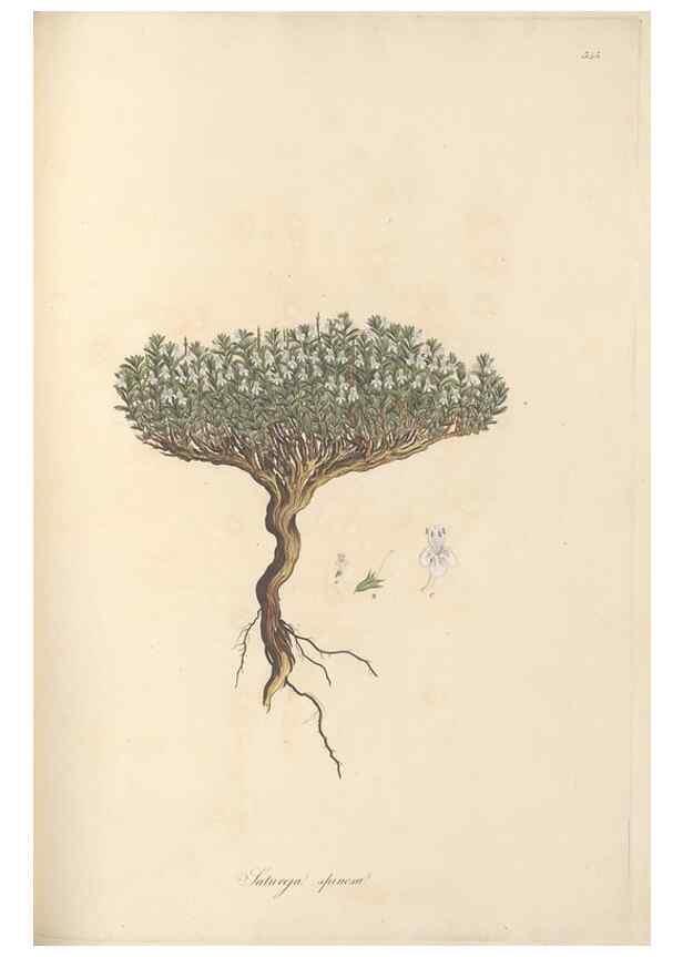 Reproducción/Reproduction 49557666281: Flora Graeca, sive, Plantarum rariorum historia, quas in provinciis aut insulis Graeciae /. Londini :Typis Richardi Taylor et socii, in Vico Shoe-Lane :MDCCCVI-MDCCCXL [1806-1840].. 