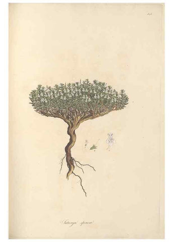 Reproducción/Reproduction 49557666281: Flora Graeca, sive, Plantarum rariorum historia, quas in provinciis aut insulis Graeciae /. Londini :Typis Richardi Taylor et socii, in Vico Shoe-Lane :MDCCCVI-MDCCCXL [1806-1840].. 