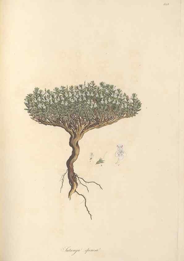Reproducción/Reproduction 49557666281: Flora Graeca, sive, Plantarum rariorum historia, quas in provinciis aut insulis Graeciae /. Londini :Typis Richardi Taylor et socii, in Vico Shoe-Lane :MDCCCVI-MDCCCXL [1806-1840].. 