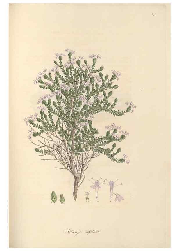 Reproducción/Reproduction 49557168383: Flora Graeca, sive, Plantarum rariorum historia, quas in provinciis aut insulis Graeciae /. Londini :Typis Richardi Taylor et socii, in Vico Shoe-Lane :MDCCCVI-MDCCCXL [1806-1840].. 