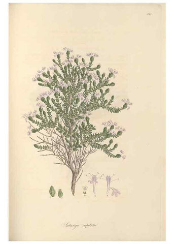 Reproducción/Reproduction 49557168383: Flora Graeca, sive, Plantarum rariorum historia, quas in provinciis aut insulis Graeciae /. Londini :Typis Richardi Taylor et socii, in Vico Shoe-Lane :MDCCCVI-MDCCCXL [1806-1840].. 