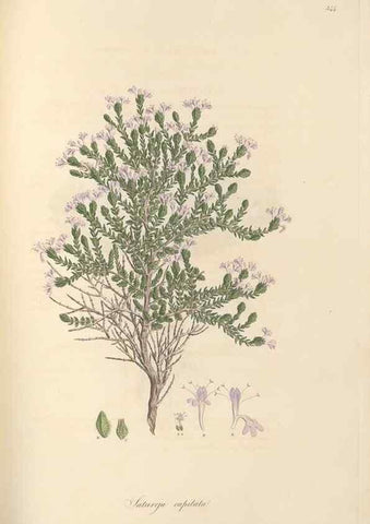 Reproducción/Reproduction 49557168383: Flora Graeca, sive, Plantarum rariorum historia, quas in provinciis aut insulis Graeciae /. Londini :Typis Richardi Taylor et socii, in Vico Shoe-Lane :MDCCCVI-MDCCCXL [1806-1840].. 