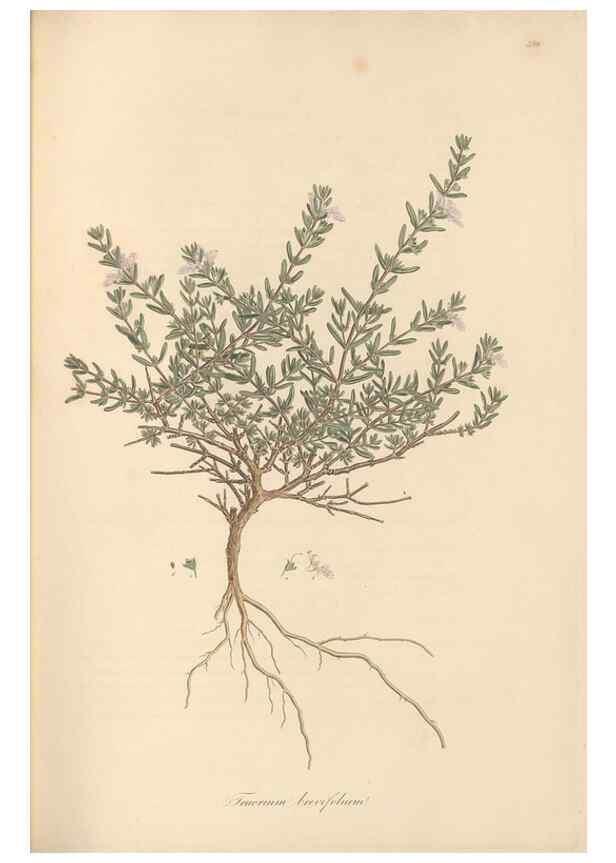 Reproducción/Reproduction 49557163048: Flora Graeca, sive, Plantarum rariorum historia, quas in provinciis aut insulis Graeciae /. Londini :Typis Richardi Taylor et socii, in Vico Shoe-Lane :MDCCCVI-MDCCCXL [1806-1840].. 
