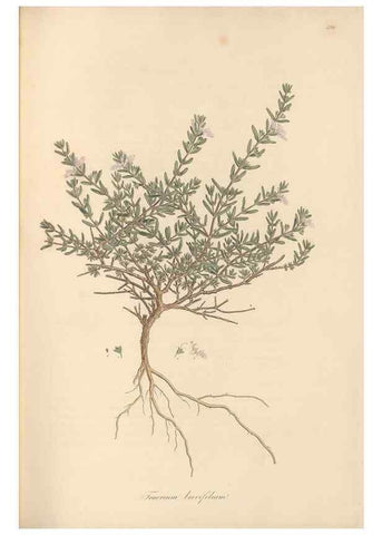 Reproducción/Reproduction 49557163048: Flora Graeca, sive, Plantarum rariorum historia, quas in provinciis aut insulis Graeciae /. Londini :Typis Richardi Taylor et socii, in Vico Shoe-Lane :MDCCCVI-MDCCCXL [1806-1840].. 