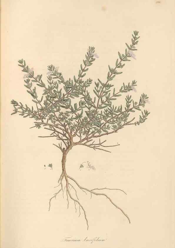 Reproducción/Reproduction 49557163048: Flora Graeca, sive, Plantarum rariorum historia, quas in provinciis aut insulis Graeciae /. Londini :Typis Richardi Taylor et socii, in Vico Shoe-Lane :MDCCCVI-MDCCCXL [1806-1840].. 