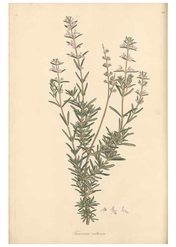 Reproducción/Reproduction 49557163393: Flora Graeca, sive, Plantarum rariorum historia, quas in provinciis aut insulis Graeciae /. Londini :Typis Richardi Taylor et socii, in Vico Shoe-Lane :MDCCCVI-MDCCCXL [1806-1840].. 