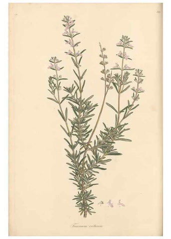 Reproducción/Reproduction 49557163393: Flora Graeca, sive, Plantarum rariorum historia, quas in provinciis aut insulis Graeciae /. Londini :Typis Richardi Taylor et socii, in Vico Shoe-Lane :MDCCCVI-MDCCCXL [1806-1840].. 