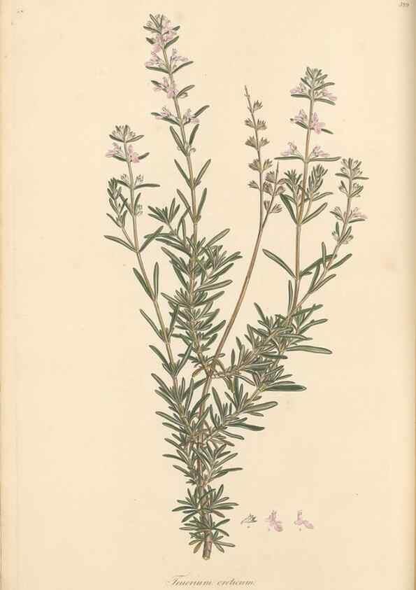 Reproducción/Reproduction 49557163393: Flora Graeca, sive, Plantarum rariorum historia, quas in provinciis aut insulis Graeciae /. Londini :Typis Richardi Taylor et socii, in Vico Shoe-Lane :MDCCCVI-MDCCCXL [1806-1840].. 
