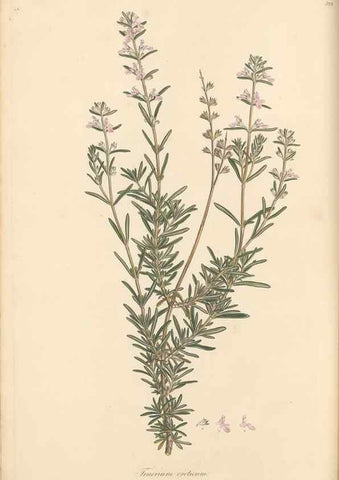 Reproducción/Reproduction 49557163393: Flora Graeca, sive, Plantarum rariorum historia, quas in provinciis aut insulis Graeciae /. Londini :Typis Richardi Taylor et socii, in Vico Shoe-Lane :MDCCCVI-MDCCCXL [1806-1840].. 