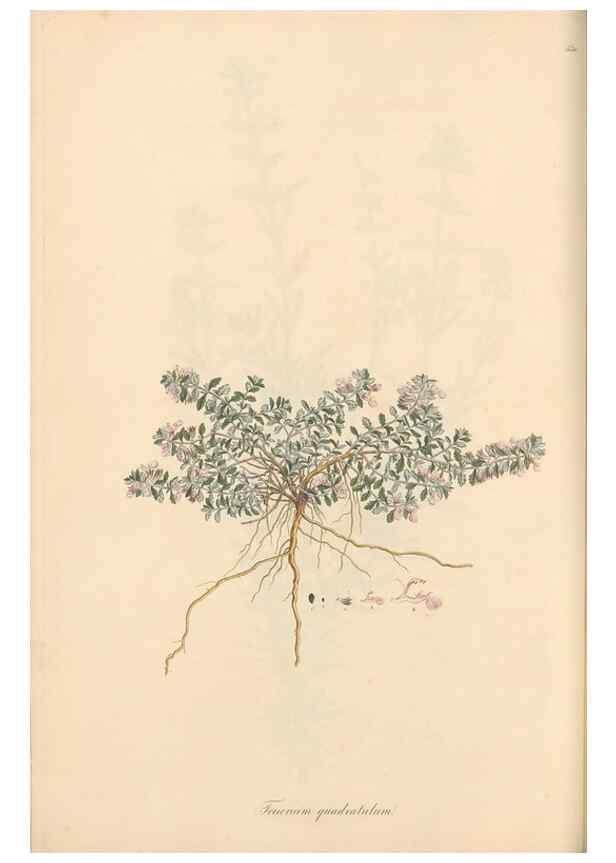 Reproducción/Reproduction 49557661411: Flora Graeca, sive, Plantarum rariorum historia, quas in provinciis aut insulis Graeciae /. Londini :Typis Richardi Taylor et socii, in Vico Shoe-Lane :MDCCCVI-MDCCCXL [1806-1840].. 