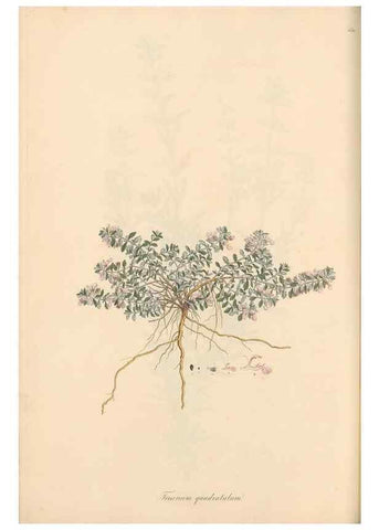 Reproducción/Reproduction 49557661411: Flora Graeca, sive, Plantarum rariorum historia, quas in provinciis aut insulis Graeciae /. Londini :Typis Richardi Taylor et socii, in Vico Shoe-Lane :MDCCCVI-MDCCCXL [1806-1840].. 