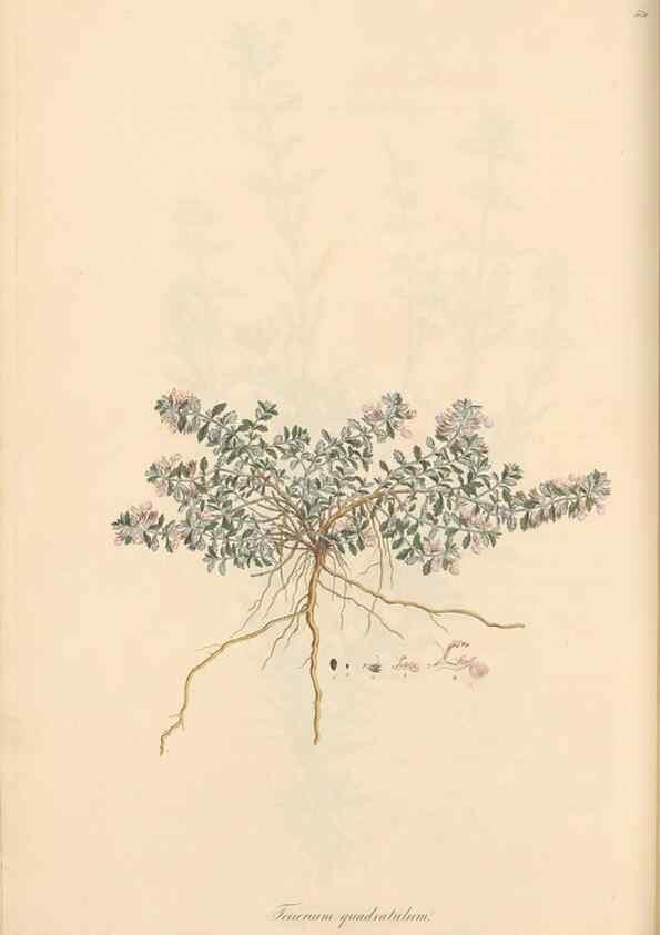 Reproducción/Reproduction 49557661411: Flora Graeca, sive, Plantarum rariorum historia, quas in provinciis aut insulis Graeciae /. Londini :Typis Richardi Taylor et socii, in Vico Shoe-Lane :MDCCCVI-MDCCCXL [1806-1840].. 