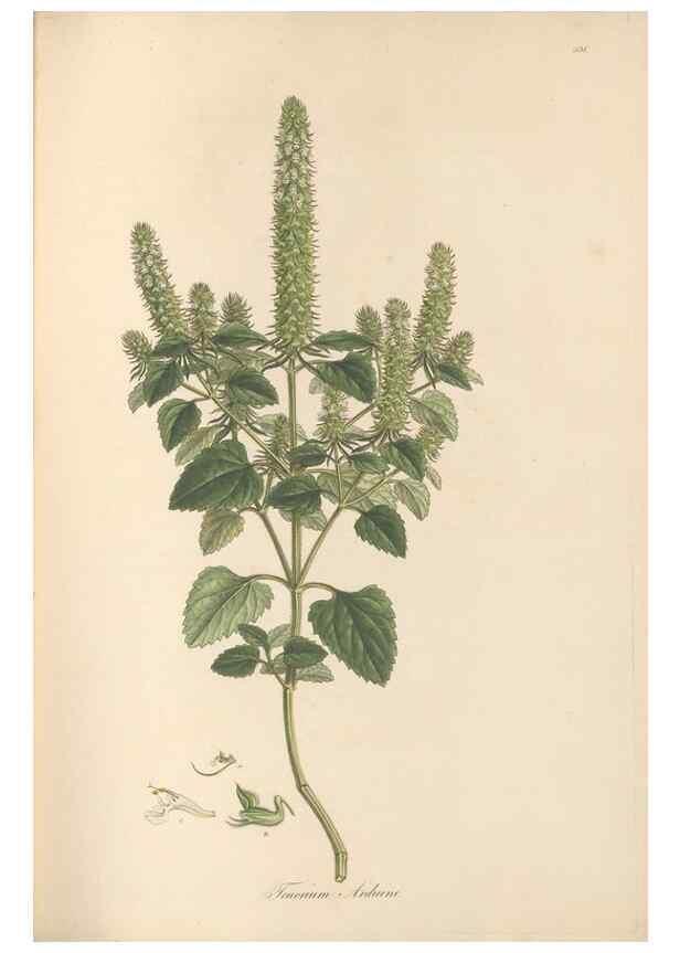 Reproducción/Reproduction 49557661681: Flora Graeca, sive, Plantarum rariorum historia, quas in provinciis aut insulis Graeciae /. Londini :Typis Richardi Taylor et socii, in Vico Shoe-Lane :MDCCCVI-MDCCCXL [1806-1840].. 