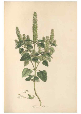 Reproducción/Reproduction 49557661681: Flora Graeca, sive, Plantarum rariorum historia, quas in provinciis aut insulis Graeciae /. Londini :Typis Richardi Taylor et socii, in Vico Shoe-Lane :MDCCCVI-MDCCCXL [1806-1840].. 