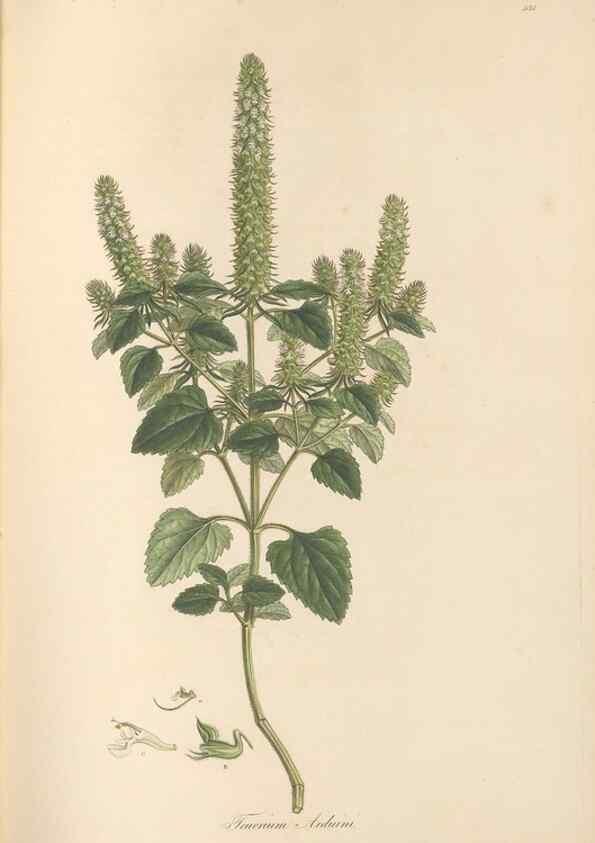 Reproducción/Reproduction 49557661681: Flora Graeca, sive, Plantarum rariorum historia, quas in provinciis aut insulis Graeciae /. Londini :Typis Richardi Taylor et socii, in Vico Shoe-Lane :MDCCCVI-MDCCCXL [1806-1840].. 